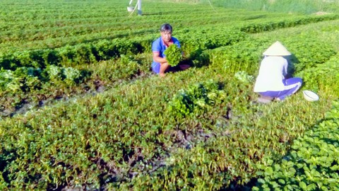 Làm gì để giúp ĐBSCL chung sống với hạn, mặn? - Ảnh 1. Làm gì để giúp ĐBSCL chung sống với hạn, mặn? - Ảnh 1.