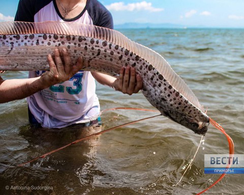Cá dự báo sóng thần, động đất lần đầu xuất hiện ở Nga? - Ảnh 3. Cá dự báo sóng thần, động đất lần đầu xuất hiện ở Nga? - Ảnh 3.