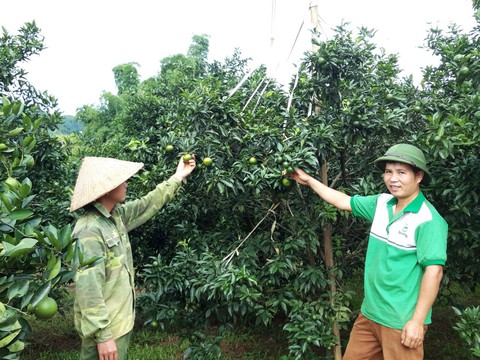 Triệu phú trồng cam trên đất Mường - Ảnh 1. Triệu phú trồng cam trên đất Mường - Ảnh 1.