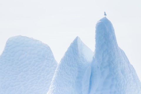 Ngắm Greenland đẹp mê ly nhưng có thể sớm mất vĩnh viễn - Ảnh 4. Ngắm Greenland đẹp mê ly nhưng có thể sớm mất vĩnh viễn - Ảnh 4.