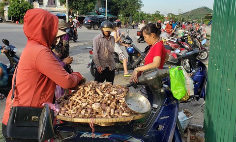 Mùa đi săn nấm, hái lộc trời - Ảnh 2. Mùa đi săn nấm, hái lộc trời - Ảnh 2.