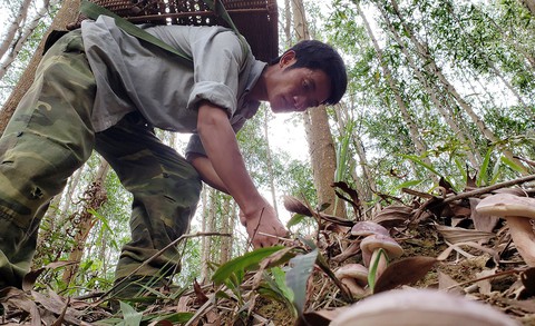 Mùa đi săn nấm, hái lộc trời - Ảnh 1. Mùa đi săn nấm, hái lộc trời - Ảnh 1.