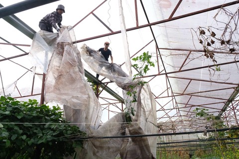 Người Đà Lạt dỡ nhà kính để trồng vườn truyền thống - Ảnh 2. Người Đà Lạt dỡ nhà kính để trồng vườn truyền thống - Ảnh 2.
