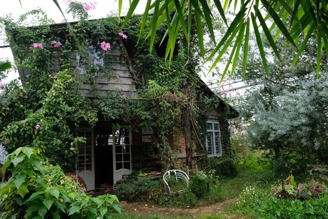 Người Đà Lạt dỡ nhà kính để trồng vườn truyền thống - Ảnh 12. Người Đà Lạt dỡ nhà kính để trồng vườn truyền thống - Ảnh 12.