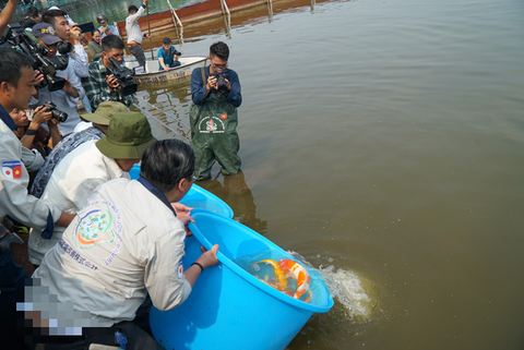 Thả cá Koi Nhật Bản xuống sông Tô Lịch - Ảnh 1. Thả cá Koi Nhật Bản xuống sông Tô Lịch - Ảnh 1.