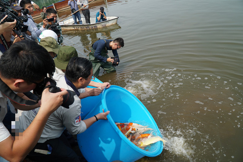 Thả cá Koi Nhật Bản xuống sông Tô Lịch - Ảnh 8. Thả cá Koi Nhật Bản xuống sông Tô Lịch - Ảnh 8.