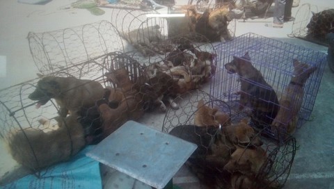 Từ đầu năm đến nay, nhóm nghi phạm ở Thanh Hóa trộm, tiêu thụ hơn 100 tấn chó - Ảnh 2. Từ đầu năm đến nay, nhóm nghi phạm ở Thanh Hóa trộm, tiêu thụ hơn 100 tấn chó - Ảnh 2.
