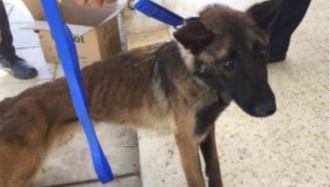 Mỹ phát hiện chó đặc nhiệm của Mỹ gửi Jordan bị bỏ đói trơ xương - Ảnh 1. Mỹ phát hiện chó đặc nhiệm của Mỹ gửi Jordan bị bỏ đói trơ xương - Ảnh 1.
