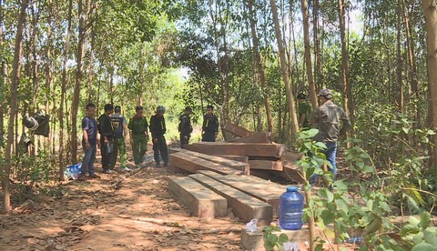 Phát hiện thêm hàng trăm khối gỗ khi mở rộng điều tra vụ phá rừng - Ảnh 1. Phát hiện thêm hàng trăm khối gỗ khi mở rộng điều tra vụ phá rừng - Ảnh 1.