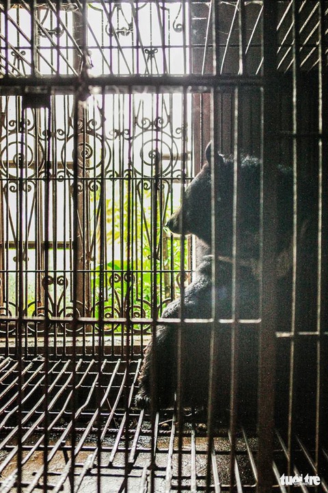 Hãy cứu những chú gấu gặm nỗi buồn trong cũi sắt - Ảnh 4. Hãy cứu những chú gấu gặm nỗi buồn trong cũi sắt - Ảnh 4.