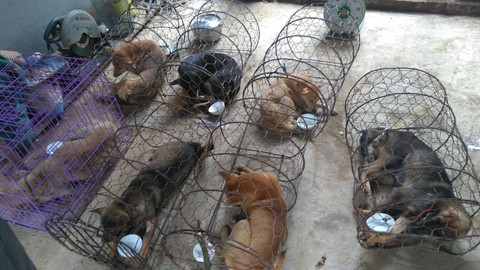 Liên minh bảo vệ chó châu Á chăm sóc đàn chó tạm giữ ở Công an Thanh Hóa - Ảnh 4. Liên minh bảo vệ chó châu Á chăm sóc đàn chó tạm giữ ở Công an Thanh Hóa - Ảnh 4.