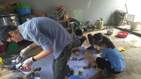 Liên minh bảo vệ chó châu Á chăm sóc đàn chó tạm giữ ở Công an Thanh Hóa - Ảnh 2. Liên minh bảo vệ chó châu Á chăm sóc đàn chó tạm giữ ở Công an Thanh Hóa - Ảnh 2.