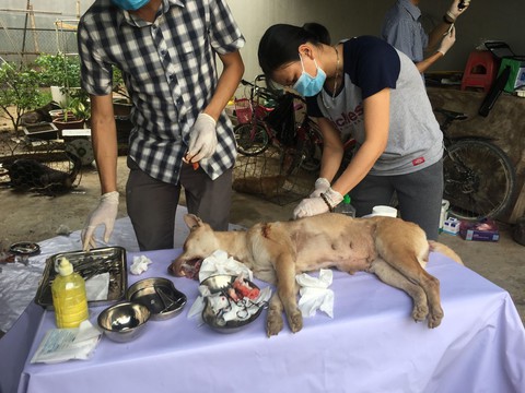 Liên minh bảo vệ chó châu Á chăm sóc đàn chó tạm giữ ở Công an Thanh Hóa - Ảnh 1. Liên minh bảo vệ chó châu Á chăm sóc đàn chó tạm giữ ở Công an Thanh Hóa - Ảnh 1.