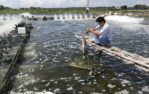 Dịch bệnh đe dọa ngành tôm - Ảnh 1. Dịch bệnh đe dọa ngành tôm - Ảnh 1.