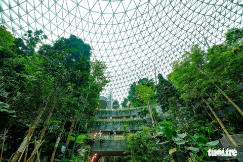 Lạc vào khu rừng bên trong sân bay Changi Singapore - Ảnh 6. Lạc vào khu rừng bên trong sân bay Changi Singapore - Ảnh 6.