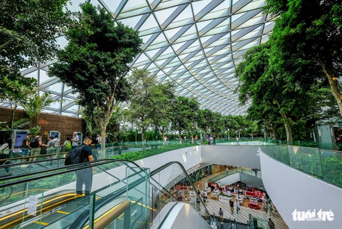 Lạc vào khu rừng bên trong sân bay Changi Singapore - Ảnh 4. Lạc vào khu rừng bên trong sân bay Changi Singapore - Ảnh 4.