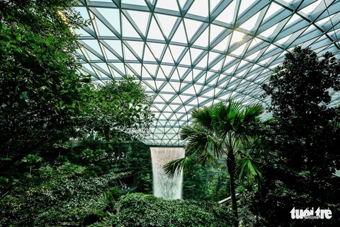 Lạc vào khu rừng bên trong sân bay Changi Singapore - Ảnh 3. Lạc vào khu rừng bên trong sân bay Changi Singapore - Ảnh 3.