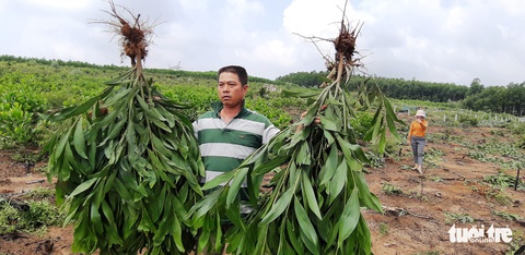 Hàng nghìn cây keo bị nhổ trơ gốc, chính quyền xã nói do nhầm tên - Ảnh 3. Hàng nghìn cây keo bị nhổ trơ gốc, chính quyền xã nói do nhầm tên - Ảnh 3.