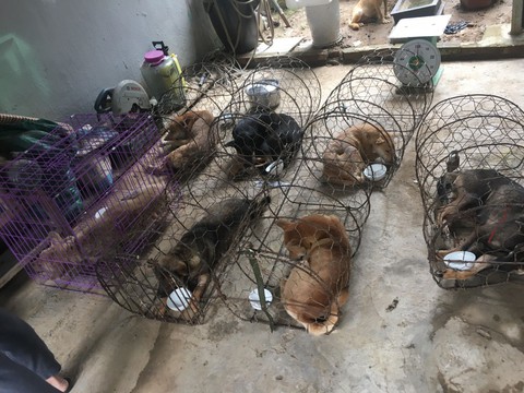 Một nhóm cẩu tặc chỉ hơn 8 tháng trộm mấy ngàn con chó - Ảnh 3. Một nhóm cẩu tặc chỉ hơn 8 tháng trộm mấy ngàn con chó - Ảnh 3.