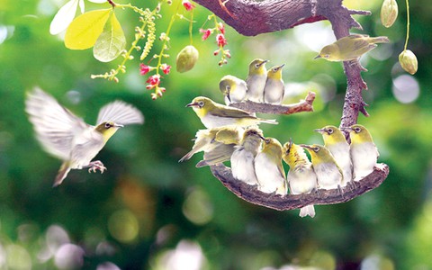 Khó tin như... ảnh chụp chim - Ảnh 1. Khó tin như... ảnh chụp chim - Ảnh 1.