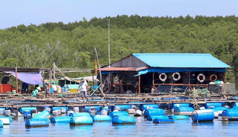 Điện về, xã đảo Thạnh An như khoác áo mới - Ảnh 5. Điện về, xã đảo Thạnh An như khoác áo mới - Ảnh 5.