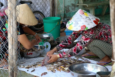Điện về, xã đảo Thạnh An như khoác áo mới - Ảnh 4. Điện về, xã đảo Thạnh An như khoác áo mới - Ảnh 4.