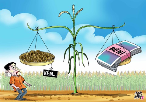 11 nông dân đi kiện lên tòa vì... lúa trổ bông không đều - Ảnh 1. 11 nông dân đi kiện lên tòa vì... lúa trổ bông không đều - Ảnh 1.