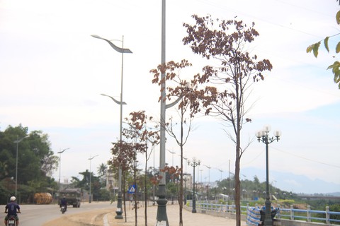 Cây xanh trên con đường đẹp nhất tỉnh chết hàng loạt sau 3 năm trồng - Ảnh 2. Cây xanh trên con đường đẹp nhất tỉnh chết hàng loạt sau 3 năm trồng - Ảnh 2.