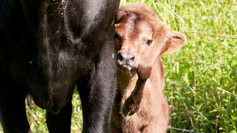 Con bê có chân thứ 5 mọc trên... đầu và câu chuyện tình yêu - Ảnh 2. Con bê có chân thứ 5 mọc trên... đầu và câu chuyện tình yêu - Ảnh 2.