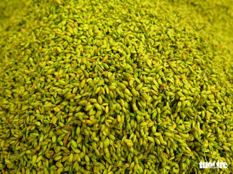 Xanh non ngọt ngào như cốm làng Vòng vào chính vụ - Ảnh 2. Xanh non ngọt ngào như cốm làng Vòng vào chính vụ - Ảnh 2.