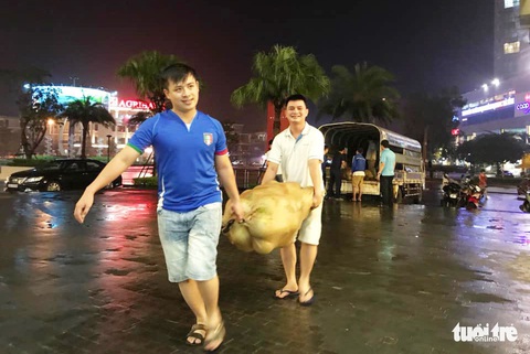 Thanh niên giải cứu bưởi cho bà con vùng lũ trong đêm - Ảnh 1. Thanh niên giải cứu bưởi cho bà con vùng lũ trong đêm - Ảnh 1.