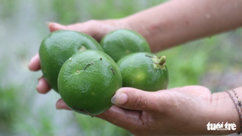 Dân vùng lũ Hà Tĩnh co ro chờ nước rút từng giờ - Ảnh 12. Dân vùng lũ Hà Tĩnh co ro chờ nước rút từng giờ - Ảnh 12.