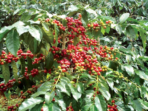 Tổng Công ty Tín nghĩa: 30 năm xây dựng thương hiệu - Ảnh 2. Tổng Công ty Tín nghĩa: 30 năm xây dựng thương hiệu - Ảnh 2.