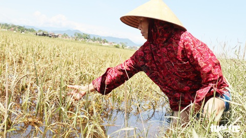 Nông dân Hà Tĩnh xót xa cắt lúa lên mầm sau mưa lũ - Ảnh 4. Nông dân Hà Tĩnh xót xa cắt lúa lên mầm sau mưa lũ - Ảnh 4.