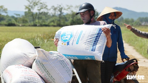 Nông dân Hà Tĩnh xót xa cắt lúa lên mầm sau mưa lũ - Ảnh 7. Nông dân Hà Tĩnh xót xa cắt lúa lên mầm sau mưa lũ - Ảnh 7.
