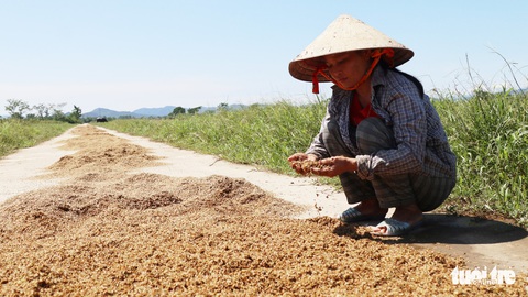 Nông dân Hà Tĩnh xót xa cắt lúa lên mầm sau mưa lũ - Ảnh 5. Nông dân Hà Tĩnh xót xa cắt lúa lên mầm sau mưa lũ - Ảnh 5.