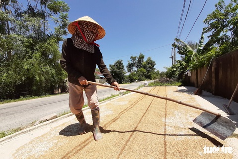 Nông dân Hà Tĩnh xót xa cắt lúa lên mầm sau mưa lũ - Ảnh 8. Nông dân Hà Tĩnh xót xa cắt lúa lên mầm sau mưa lũ - Ảnh 8.