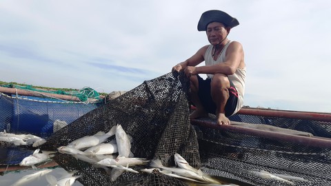 Cả trăm tấn cá nuôi chết trắng lồng ở Hà Tĩnh - Ảnh 2. Cả trăm tấn cá nuôi chết trắng lồng ở Hà Tĩnh - Ảnh 2.