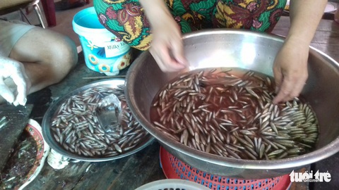 Giá cá linh còn 150.000đ-180.000đ/kg nhờ nước lũ lên cao - Ảnh 3. Giá cá linh còn 150.000đ-180.000đ/kg nhờ nước lũ lên cao - Ảnh 3.