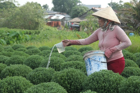 Hoa tết miền Tây tấp nập chuẩn bị thượng lộ lên Sài Gòn - Ảnh 5. Hoa tết miền Tây tấp nập chuẩn bị thượng lộ lên Sài Gòn - Ảnh 5.