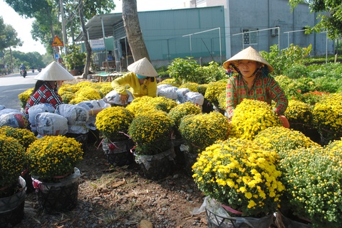 Hoa tết miền Tây tấp nập chuẩn bị thượng lộ lên Sài Gòn - Ảnh 8. Hoa tết miền Tây tấp nập chuẩn bị thượng lộ lên Sài Gòn - Ảnh 8.