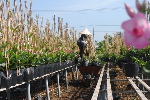 Hoa tết miền Tây tấp nập chuẩn bị thượng lộ lên Sài Gòn - Ảnh 4. Hoa tết miền Tây tấp nập chuẩn bị thượng lộ lên Sài Gòn - Ảnh 4.