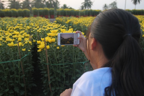 Từ flycam, làng hoa cạnh lò gạch cũ ở Cái Mơn đẹp ngẩn ngơ - Ảnh 8. Từ flycam, làng hoa cạnh lò gạch cũ ở Cái Mơn đẹp ngẩn ngơ - Ảnh 8.