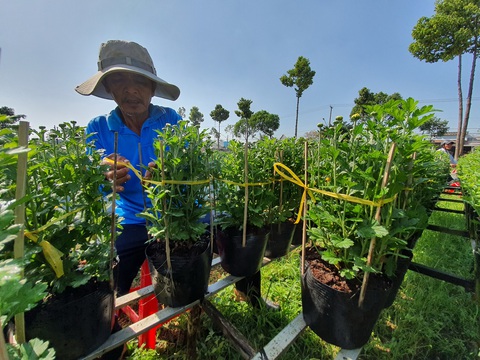 Hoa tết miền Tây tấp nập chuẩn bị thượng lộ lên Sài Gòn - Ảnh 9. Hoa tết miền Tây tấp nập chuẩn bị thượng lộ lên Sài Gòn - Ảnh 9.