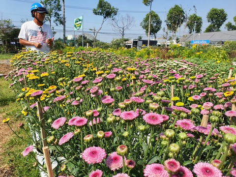 Hoa tết miền Tây tấp nập chuẩn bị thượng lộ lên Sài Gòn - Ảnh 3. Hoa tết miền Tây tấp nập chuẩn bị thượng lộ lên Sài Gòn - Ảnh 3.
