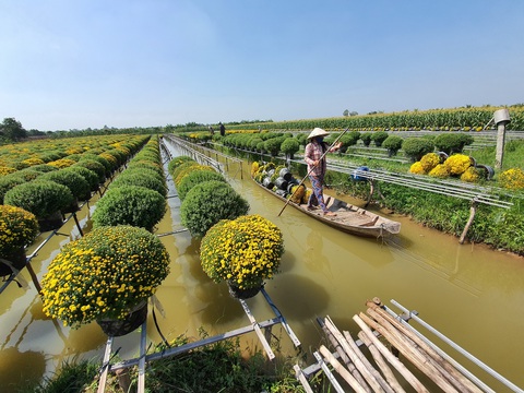 Hoa tết miền Tây tấp nập chuẩn bị thượng lộ lên Sài Gòn - Ảnh 10. Hoa tết miền Tây tấp nập chuẩn bị thượng lộ lên Sài Gòn - Ảnh 10.