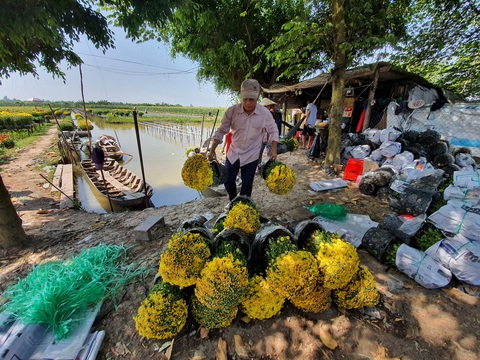 Hoa tết miền Tây tấp nập chuẩn bị thượng lộ lên Sài Gòn - Ảnh 7. Hoa tết miền Tây tấp nập chuẩn bị thượng lộ lên Sài Gòn - Ảnh 7.