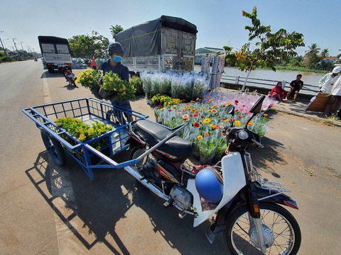 Hoa tết miền Tây tấp nập chuẩn bị thượng lộ lên Sài Gòn - Ảnh 14. Hoa tết miền Tây tấp nập chuẩn bị thượng lộ lên Sài Gòn - Ảnh 14.