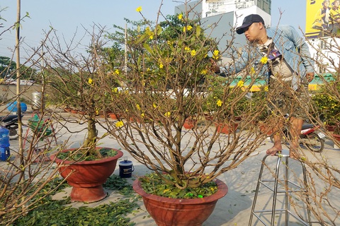 Nhộn nhịp làng mai tết TP.HCM - Ảnh 1. Nhộn nhịp làng mai tết TP.HCM - Ảnh 1.