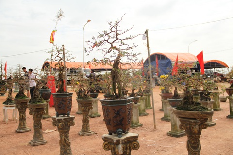 Chiêm ngưỡng đại lão mai Nét xưa Bình Định, Khủng long bạo chúa, Vũ nữ chân dài - Ảnh 8. Chiêm ngưỡng đại lão mai Nét xưa Bình Định, Khủng long bạo chúa, Vũ nữ chân dài - Ảnh 8.